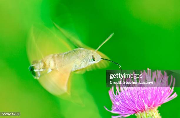 hummingbird hawk-moth (macroglossum stellatarum) - hawk moth bildbanksfoton och bilder