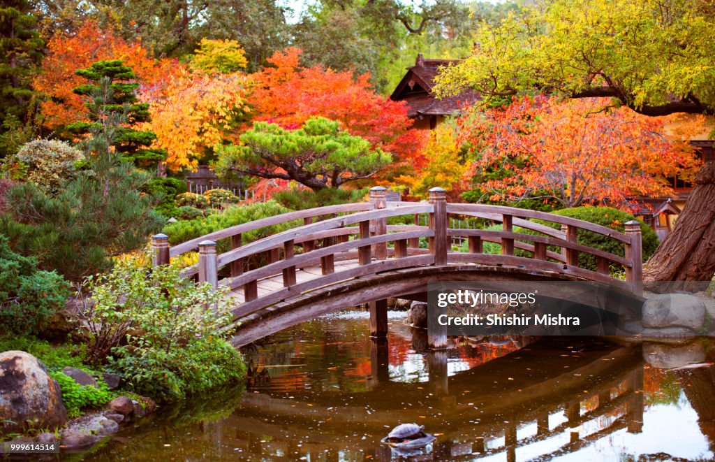 Fall Colors