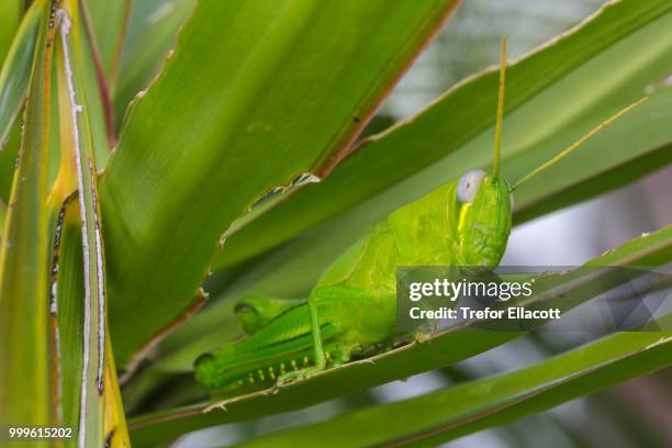 giant grasshopper nymph (valanga irregularis) - giant grasshopper stockfoto's en -beelden