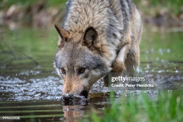 drinking wolf - wolf stock-fotos und bilder