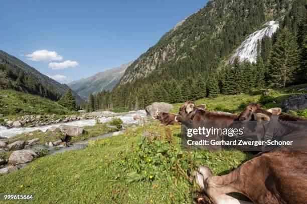 tyrolean brown cattle, cows without horns ruminating, grawa alm, mountain pasture, stubai valley, tyrol, austria - without photos et images de collection