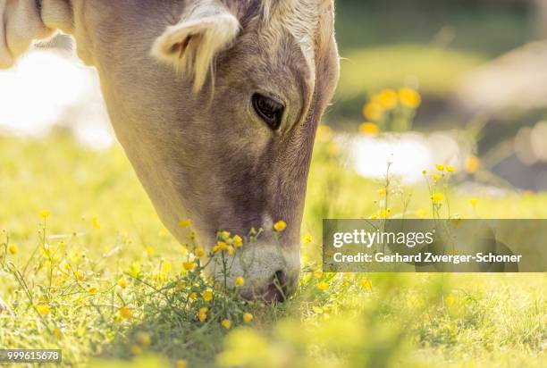 tyrolean brown cattle, calf grazing, grawa alm, mountain pasture, stubai valley, tyrol, austria - paarhufer stock-fotos und bilder