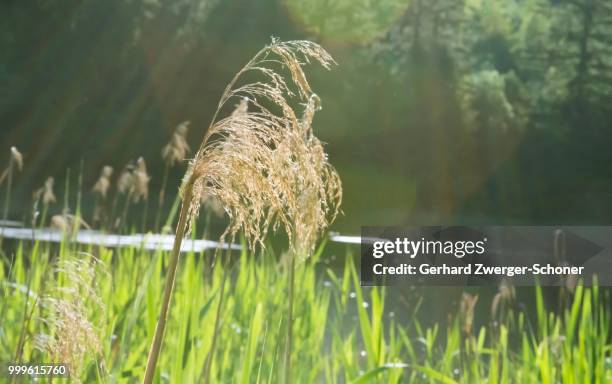 reeds at lanser moor, innsbruck, tyrol, austria - contre jour stock-fotos und bilder