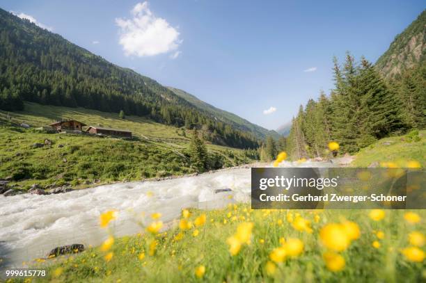 buttercup flowers in front of a mountain stream, grawa alm, mountain pasture, stubai valley, tyrol, austria - valley of flowers stock pictures, royalty-free photos & images