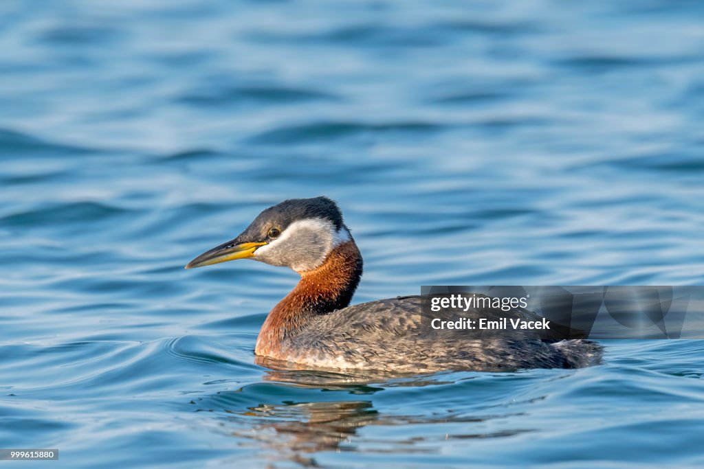 Red Necked Grebe