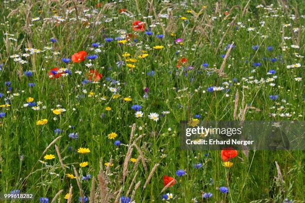 flower meadow with cornflowers (centaurea cyanus), corn marigold (chrysanthemum segetum), sea mayweed (tripleurospermum maritimum ssp.inodorum) and corn poppies (papaver rhoeas), emsland, lower saxony, germany - inflorescence photos et images de collection