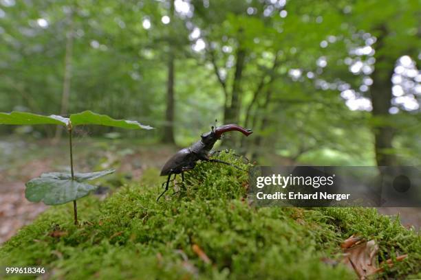 stag beetle (lucanus cervus) in the biotope, emsland, lower saxony, germany - abadejo imagens e fotografias de stock