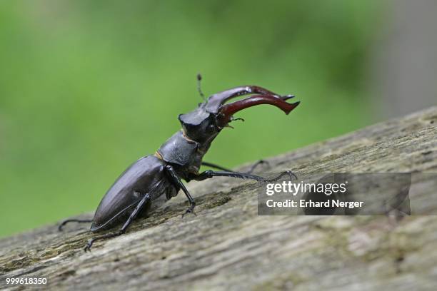 stag beetle (lucanus cervus), emsland, lower saxony, germany - abadejo imagens e fotografias de stock