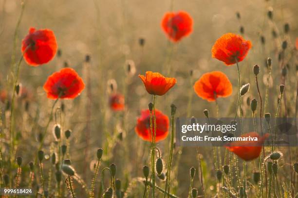 corn poppies (papaver rhoeas), flowering, thuringia, germany - blütenstand stock-fotos und bilder