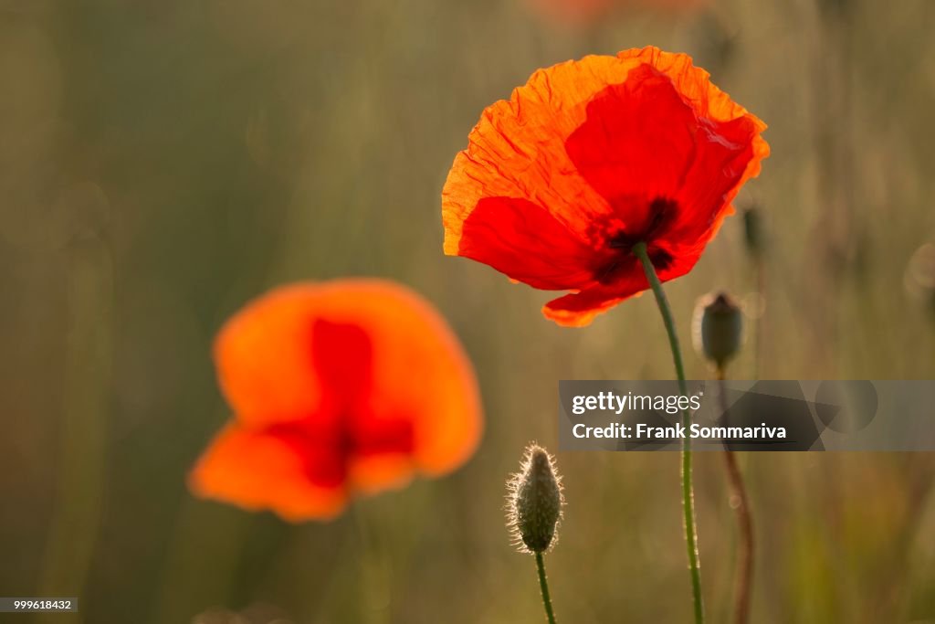 Corn Poppies (Papaver rhoeas), flowering, Thuringia, Germany