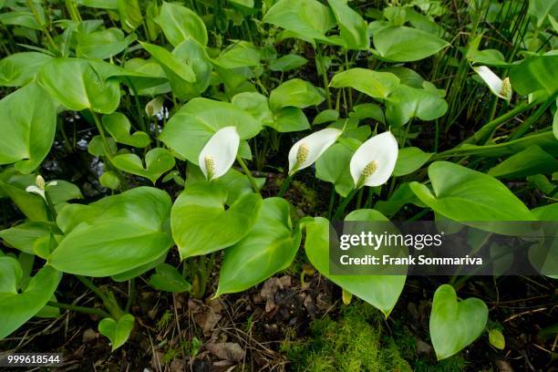 bog arum (calla palustris), lower saxony, germany - blütenstand stock-fotos und bilder