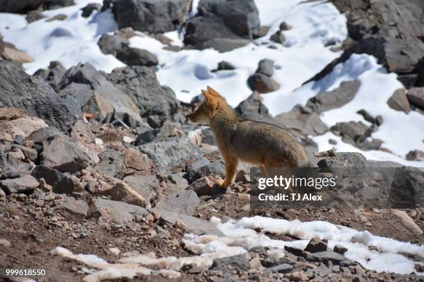 chilean fox at a rocky hill side - graufuchs stock-fotos und bilder