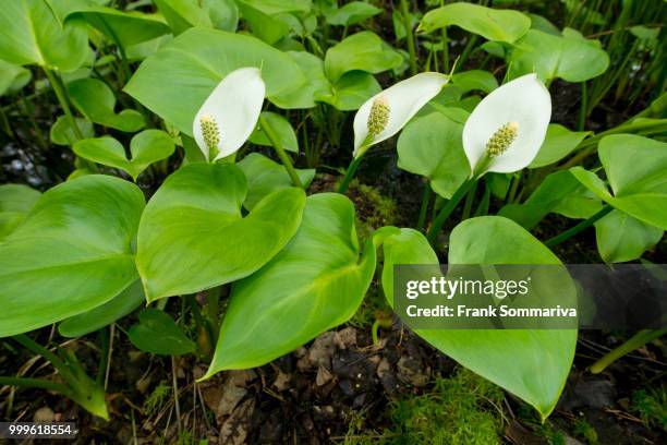 bog arum (calla palustris), lower saxony, germany - inflorescence stock pictures, royalty-free photos & images