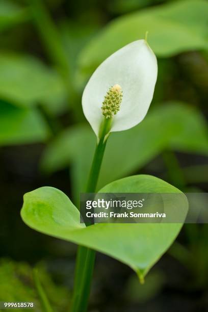 bog arum (calla palustris), flower, lower saxony, germany - inflorescence stock pictures, royalty-free photos & images