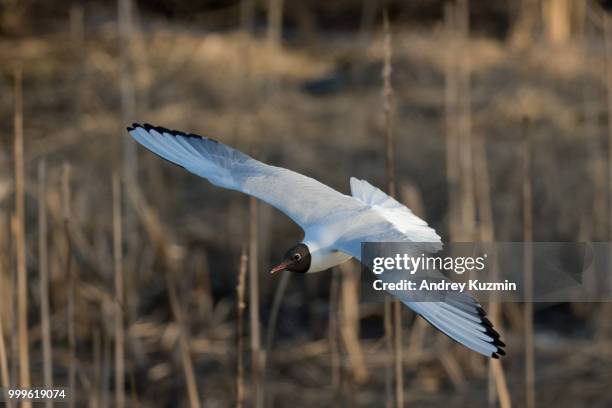 black-headed gull - black headed gull stock pictures, royalty-free photos & images