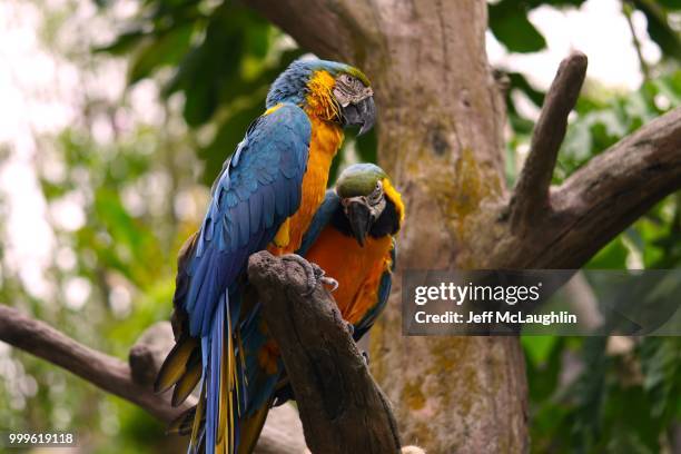 pair of macaw parrots - gold and blue macaw stock pictures, royalty-free photos & images