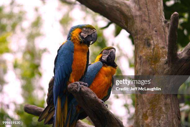 pair of macaw parrots - gold and blue macaw stock pictures, royalty-free photos & images