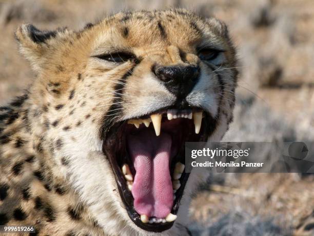 cheetah teeth - panzer stock pictures, royalty-free photos & images