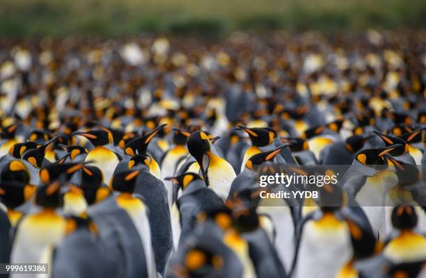 king penguin gathering - southern atlantic islands stock pictures, royalty-free photos & images