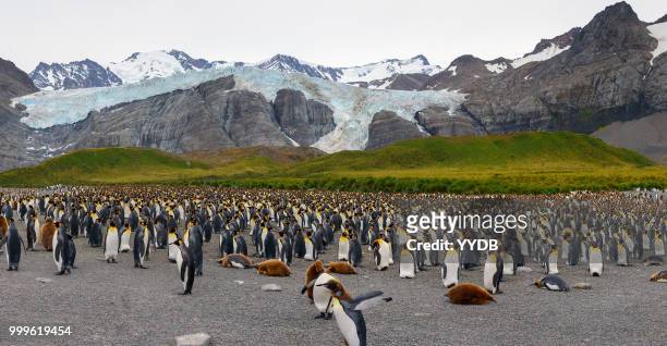 king penguin gathering - southern atlantic islands stock pictures, royalty-free photos & images