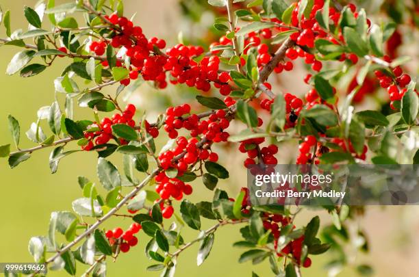 close up hawthorn berries on branch - berry stock-fotos und bilder