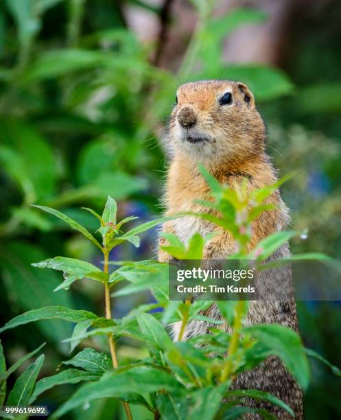 you've got a little something on your nose. - got stock pictures, royalty-free photos & images