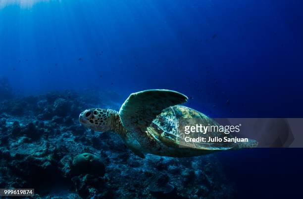 turtle rays - julio stock pictures, royalty-free photos & images