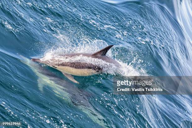 dolphins at hout bay - aleta dorsal fotografías e imágenes de stock