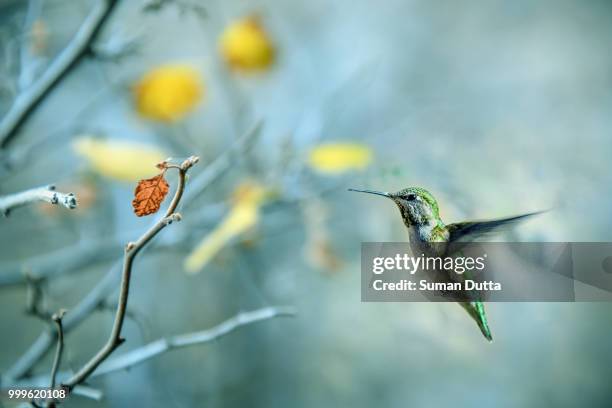 humming bird 4 - humming stock pictures, royalty-free photos & images