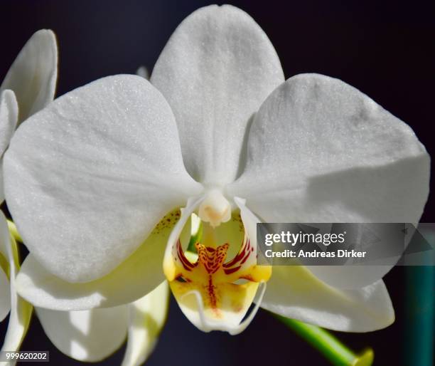 2,260 Withe& Stock Photos, High-Res Pictures, and Images - Getty Images