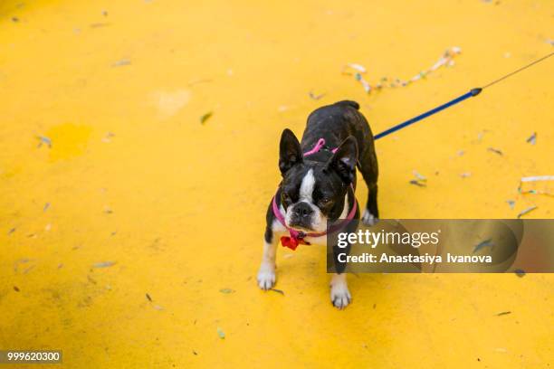 moulin jaune summer day - jaune stock pictures, royalty-free photos & images