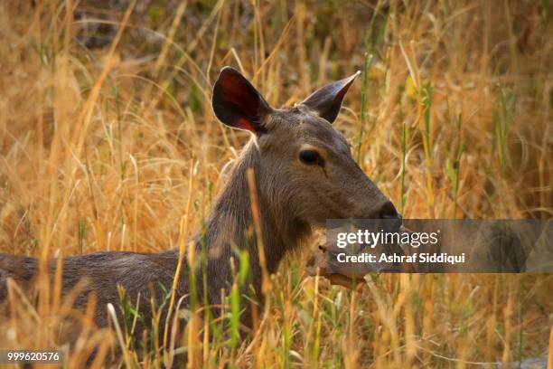 sambar deer - sambar stock pictures, royalty-free photos & images