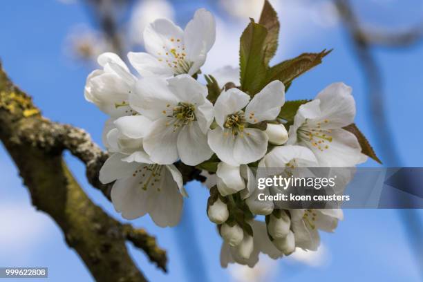 cherry blossom - koen stock-fotos und bilder