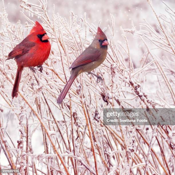 male and female northern cardinals - female cardinal stock pictures, royalty-free photos & images