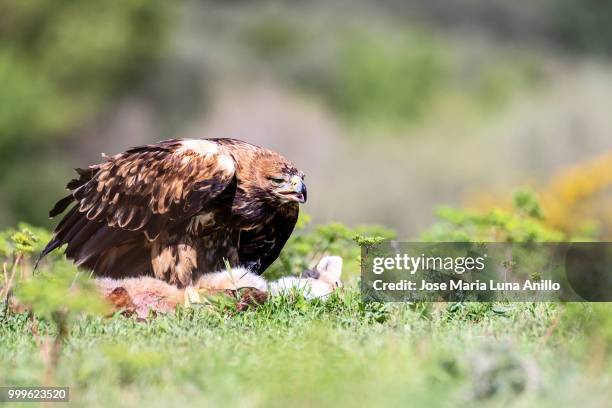 aquila adalverti - anillo stock pictures, royalty-free photos & images