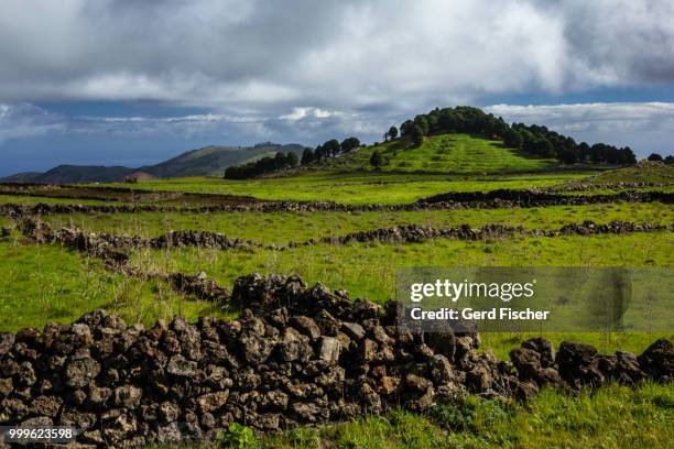 grasslands of el hierro - fischer stock pictures, royalty-free photos & images