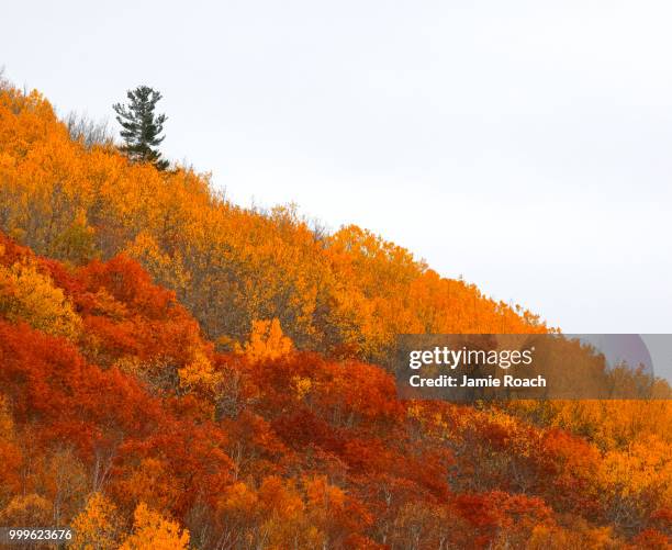 sidehill fall colors lone evergreen - evergreen - fotografias e filmes do acervo