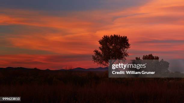 sunset, bosque del apache - bosque stock pictures, royalty-free photos & images