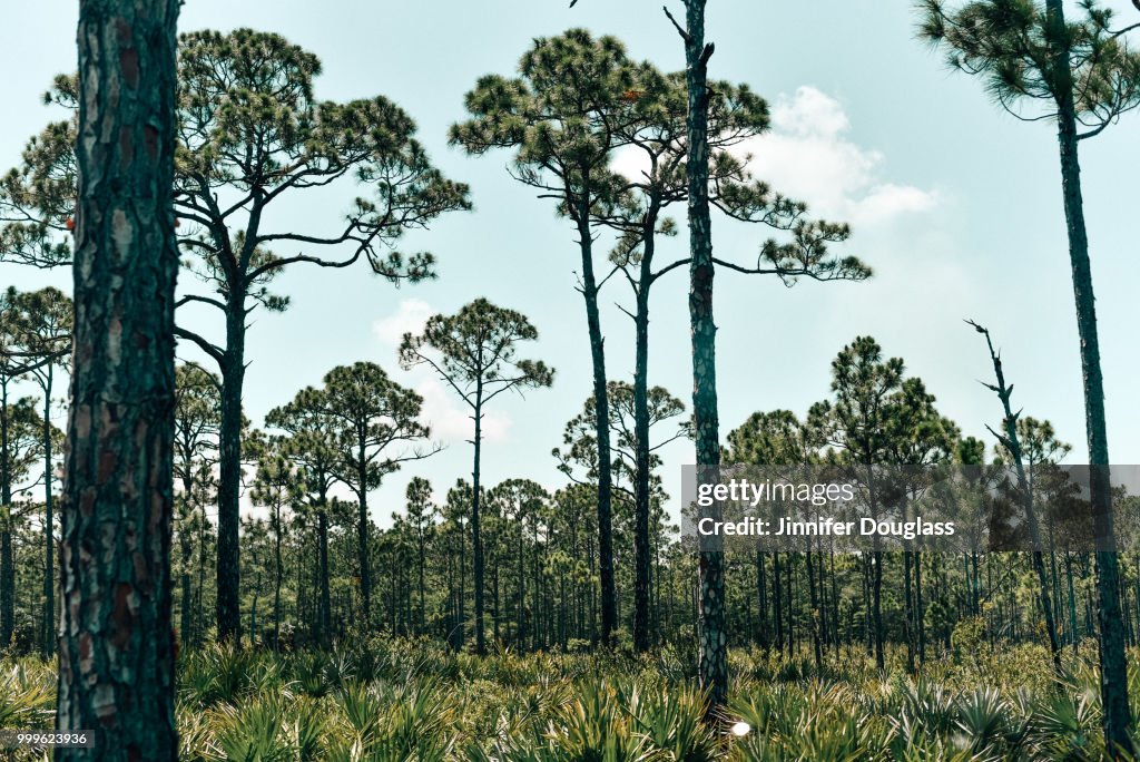 Green Seaside Landscapes