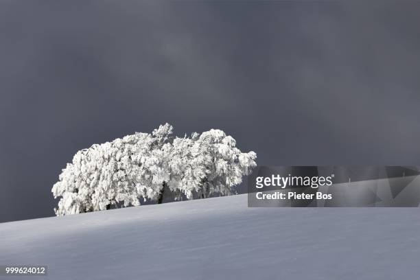 a giant dog, a bear or just snow-covered trees? - pieter stock pictures, royalty-free photos & images