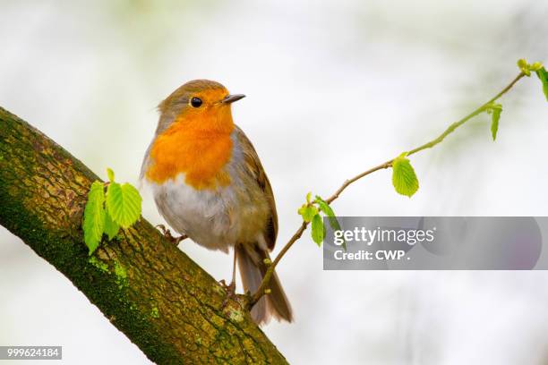 robin - robin stock pictures, royalty-free photos & images