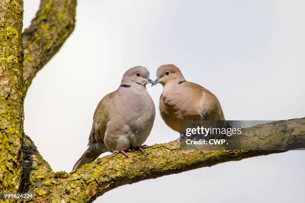 eurasian collared dove - cwp stockfoto's en -beelden