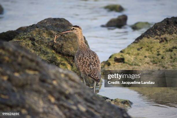 whimbrel searching for dinner in the sand - jacqueline stock-fotos und bilder