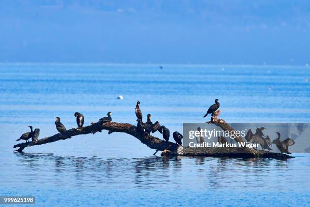 die fischer vom bodensee - fischer stock pictures, royalty-free photos & images