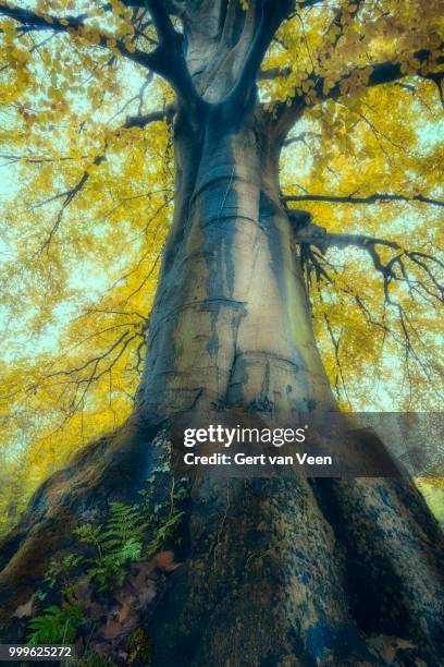 magic tree - veen stock pictures, royalty-free photos & images