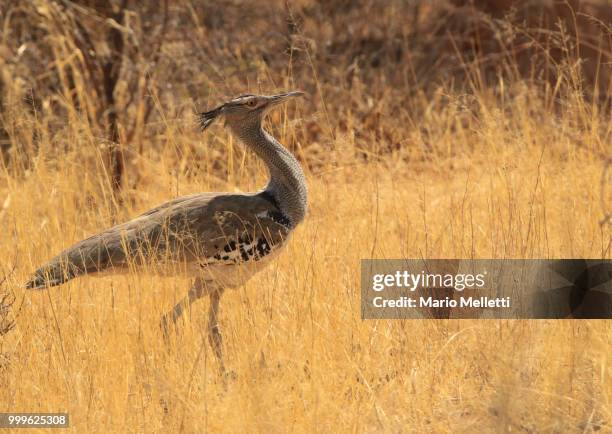 Kori Rabida 3,396 Kori Stock Photos, High-Res Pictures, and Images - Getty Images