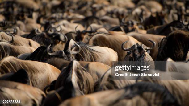 focus - blue wildebeest stock pictures, royalty-free photos & images