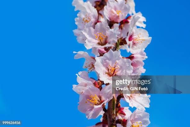 white mandel on blue sky - mandel photos et images de collection