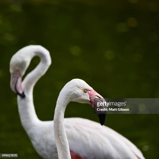 beautiful portrait of greater flamingo phoenicopterus roseus bir - greater than stock-fotos und bilder