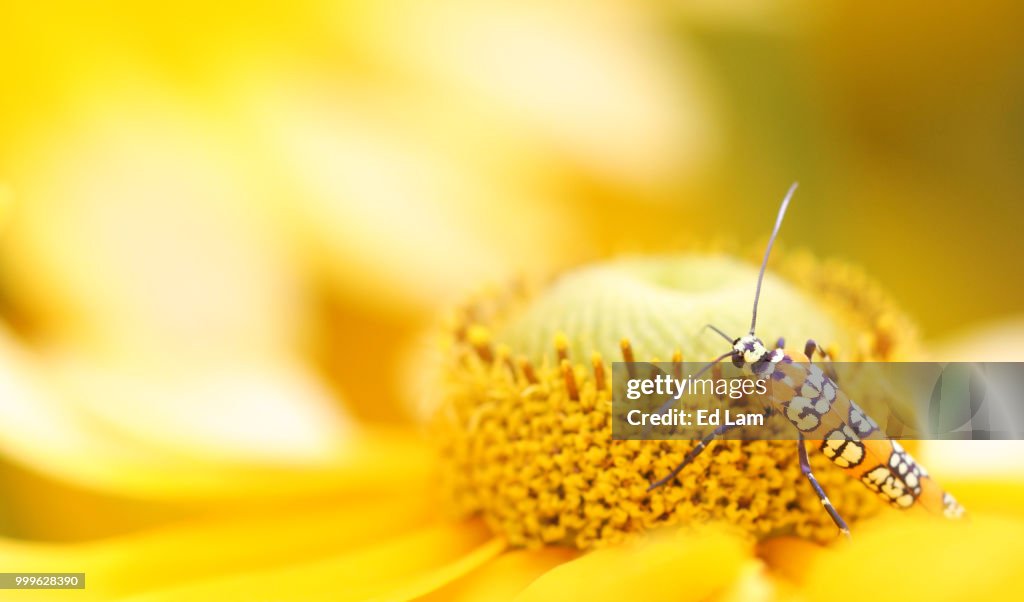 Ailanthus Webworm Moth